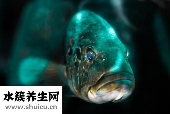 西比靈膠囊