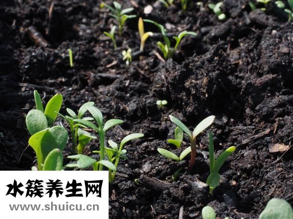 怎樣炸湯圓