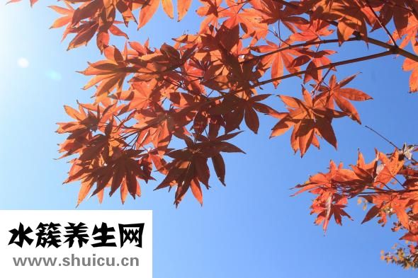麻杏石甘湯
