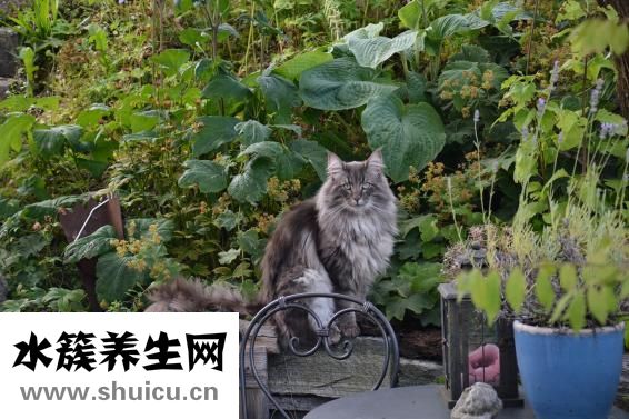 硝酸纖維素膜
