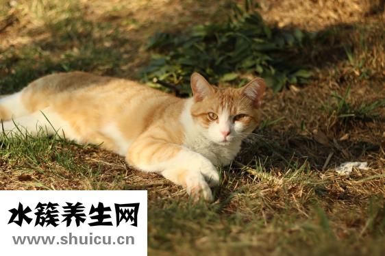 鼻頭肥大矯正