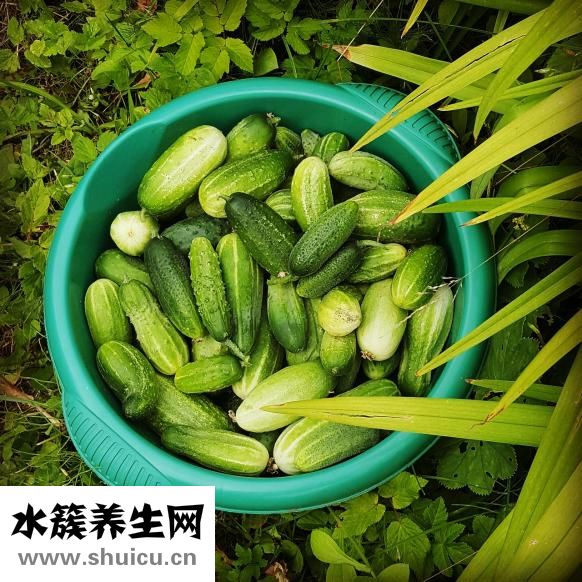 西葫蘆蒸餃