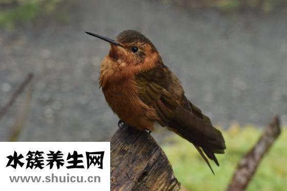 怎么頭發種植