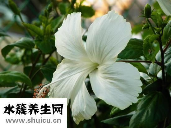 超聲刀美容