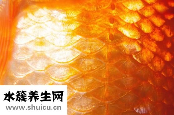 煙酰胺核糖