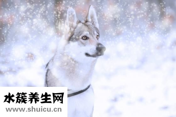 傷口上撒鹽
