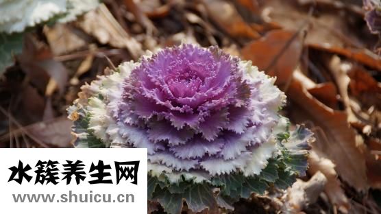 升血小板膠囊
