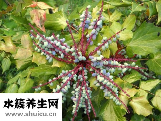 十大功勞葉
