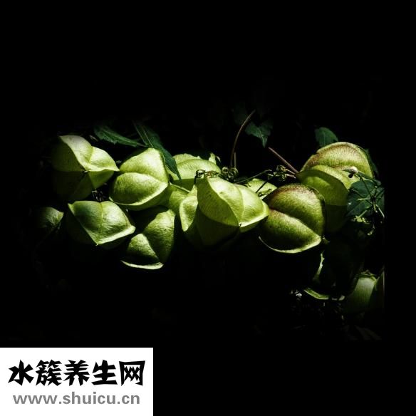 吃梨會胖嗎