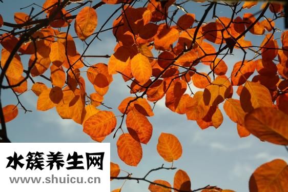 雪蓮怎么吃