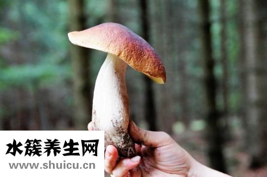 松茸菌圖片