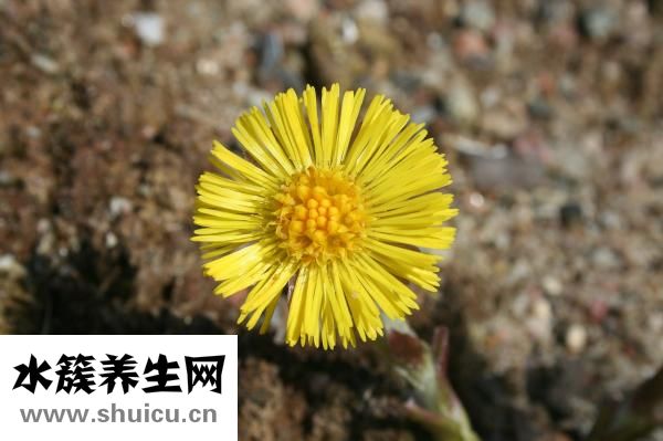 小孩咳嗽藥