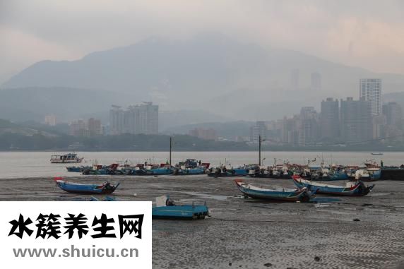 臺灣麻油雞