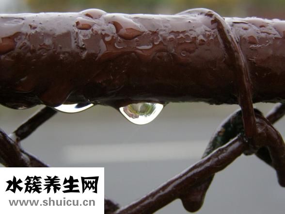 鱈魚燉豆腐