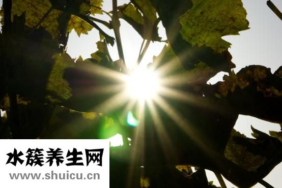 美白去黃面膜