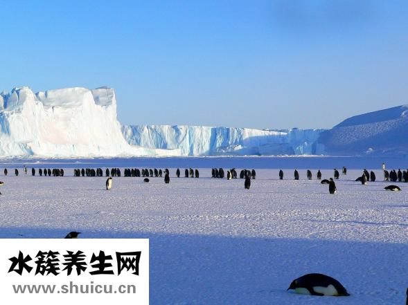 雪蓮怎么吃