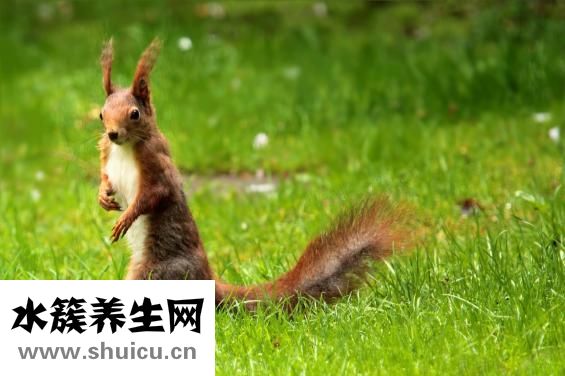 松鼠可以吃嗎