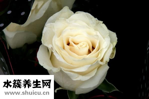 藥流吃什么藥