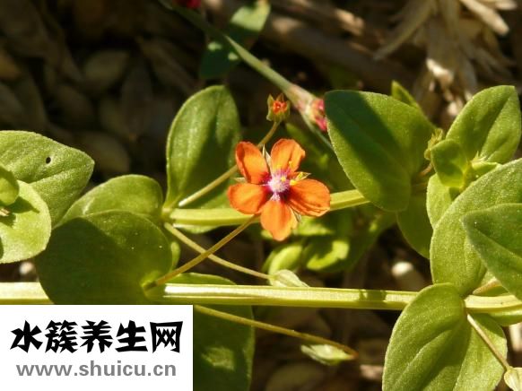 牙齦萎縮修復
