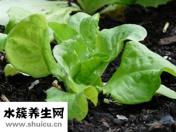 萵筍燒肚條