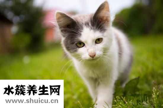 松鼠可以吃嗎