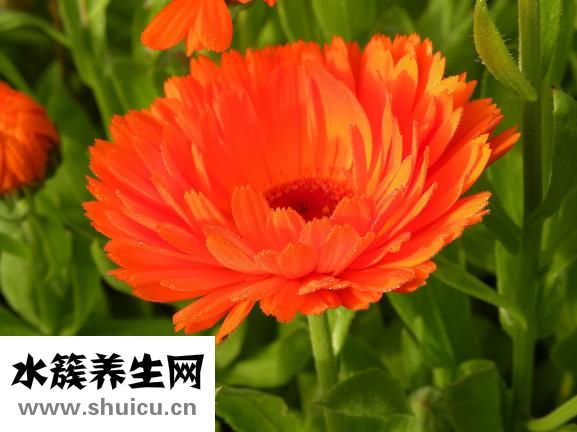 碎銀子普洱茶