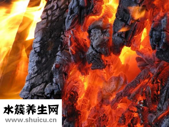 什么叫裙帶菜