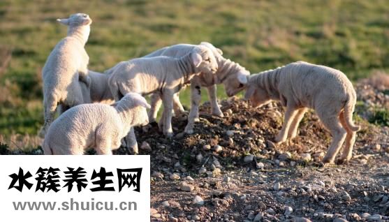 羊腿怎么燉