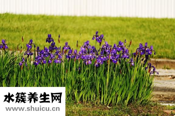 頭發可以生發嗎