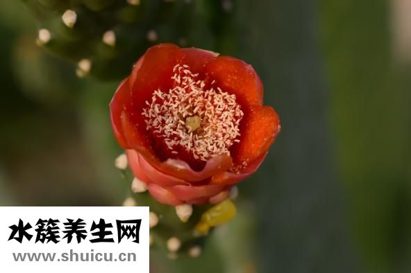怎樣做糟魚