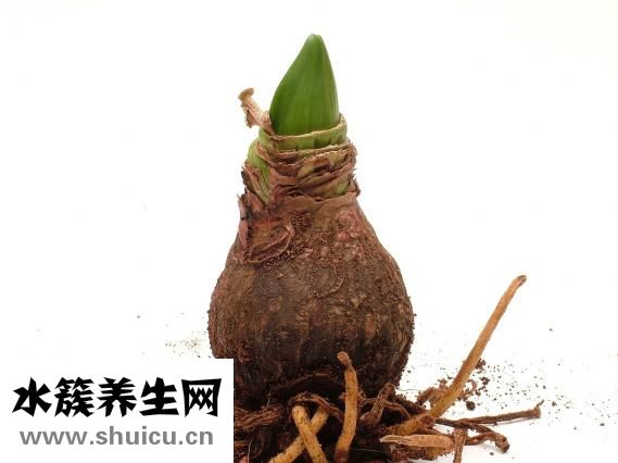 蝦有哪些品種