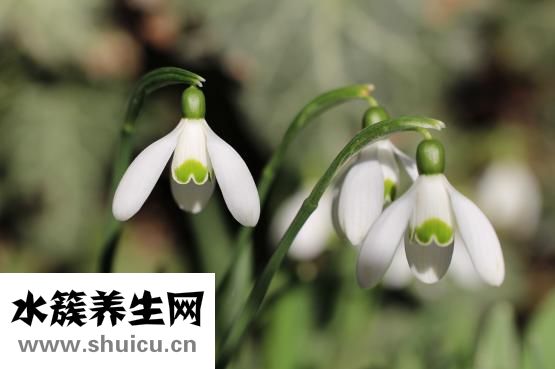 異常淋巴細胞