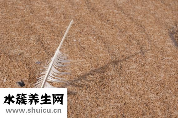 雙眼皮纖維