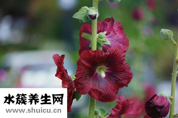 胃腸消化內科