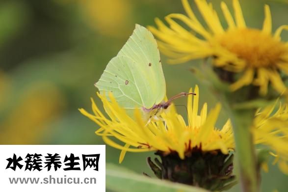 失眠會猝死嗎