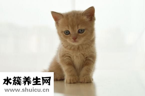 卵巢腫瘤破裂