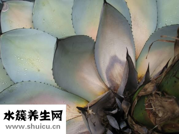胸腺瘤手術