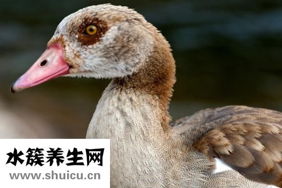 體外碎石費用