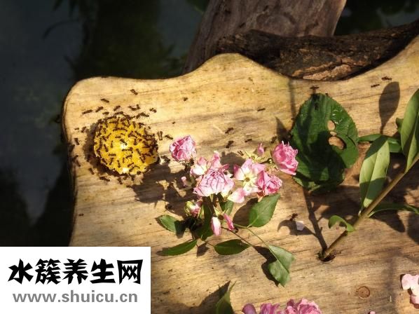 雙歧桿菌四聯活菌片