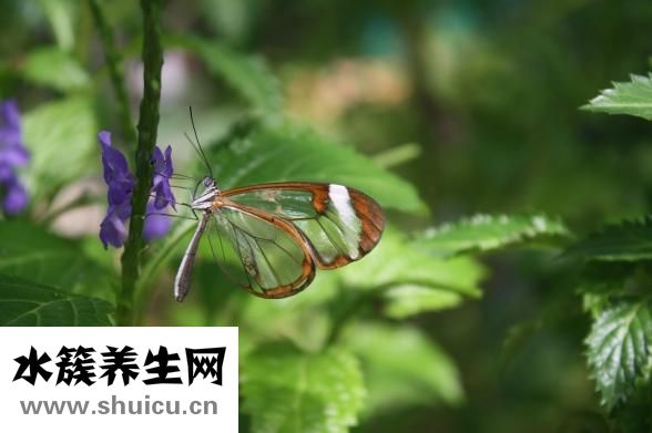 腎小球疾病