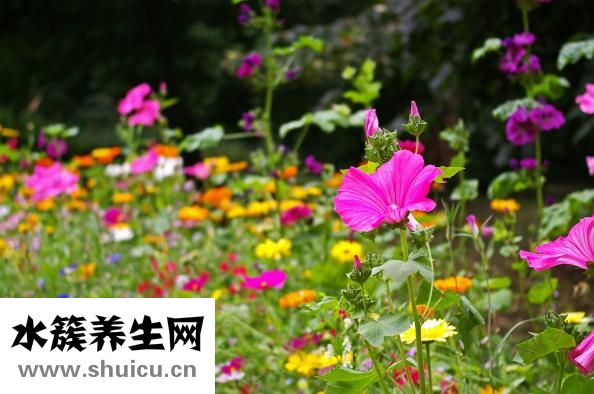 柳葉馬鞭草