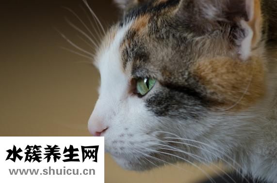 蟑螂咬人嗎