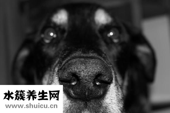 怎么縮小鼻頭