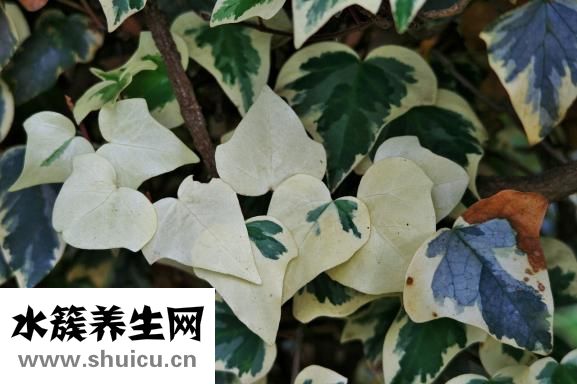 脫皮怎么辦