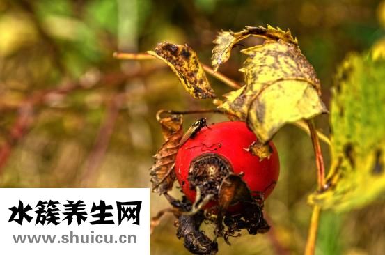 孕婦喝奶粉