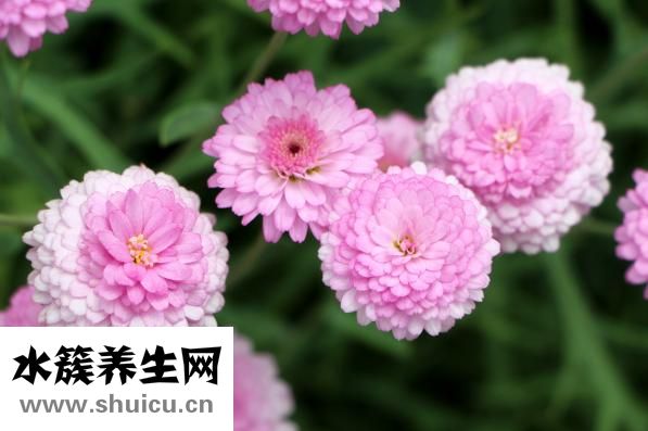 菊花檸檬茶