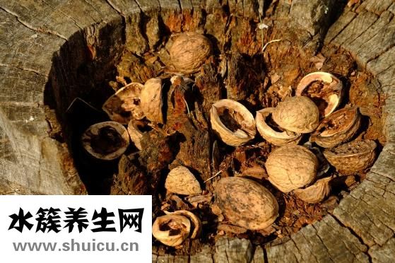 無花果的功效與作用