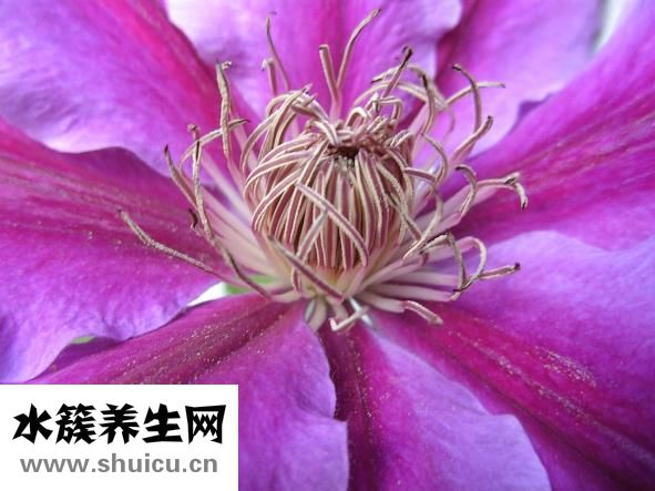 甲狀腺腫瘤