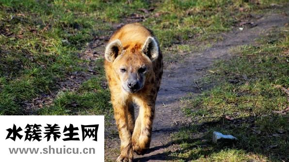 龍牡壯骨顆粒