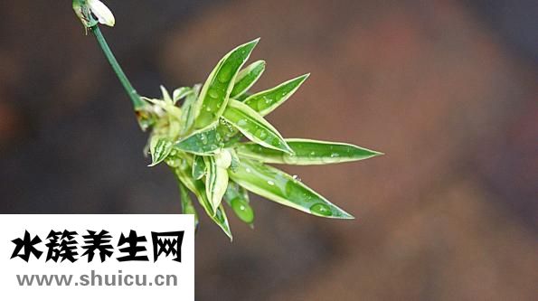 何首烏的功效與作用